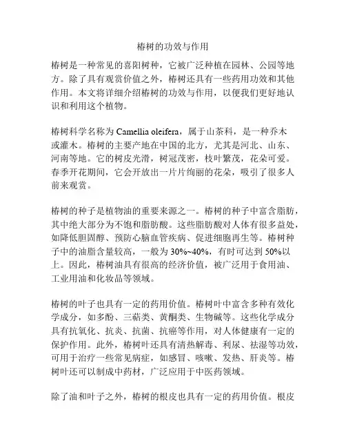 椿树的功效与作用