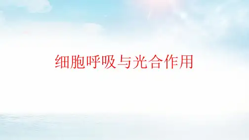 2021届高三生物二轮专题复习《细胞呼吸与光合作用(二)》