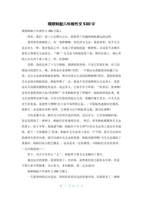观察蚂蚁六年级作文500字