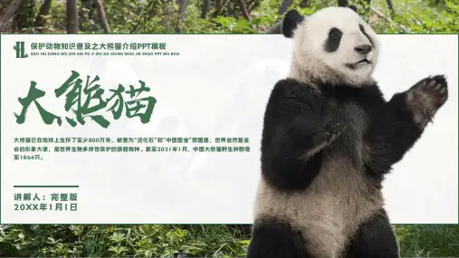 大熊猫保护动物知识普及PPT模板