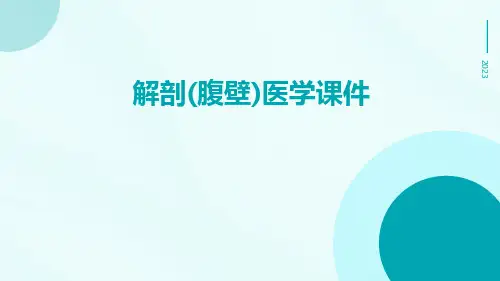 解剖(腹壁)医学课件