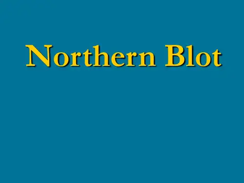 Northern-Blot印迹杂交.ppt