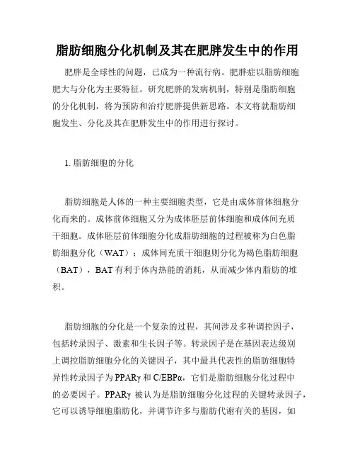 脂肪细胞分化机制及其在肥胖发生中的作用