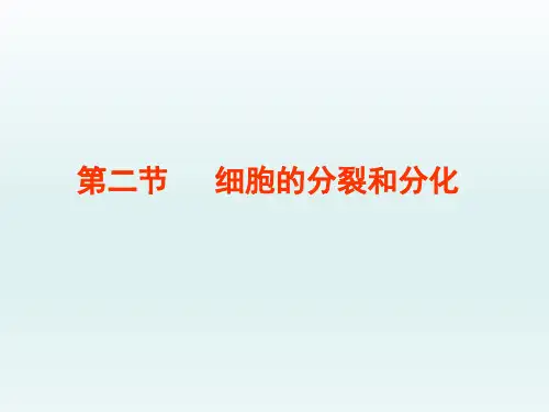 七年级生物上册第二节《细胞的分裂和分化》参考课件