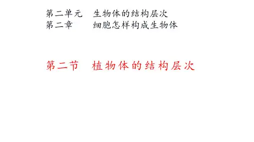 七年级上册生物人教版第二单元生物体的结构层次第二章细胞怎样构成生物体 2.2.3植物体的结构层次课件