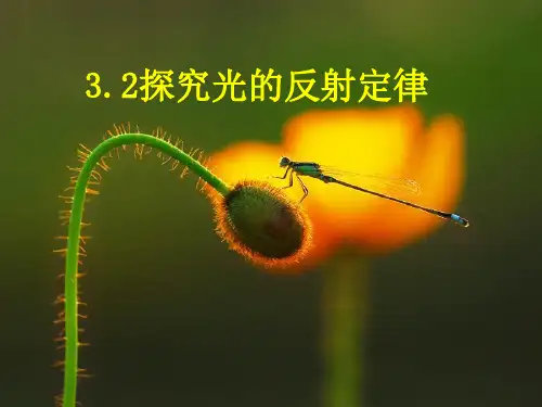 探究光的反射定律(2)
