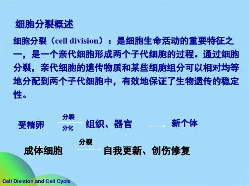 细胞的分裂和细胞周期(共97张PPT)
