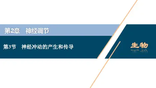 2-3 神经冲动的产生和传导