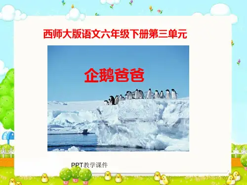 西师大版小学六年级语文下册《企鹅爸爸》PPT课件