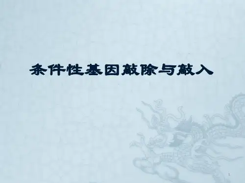 条件性基因敲除与敲入ppt课件