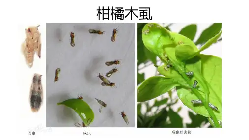 柑橘病虫害防治