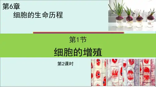 《细胞的增殖》高中生物ppt优质课件人教版1
