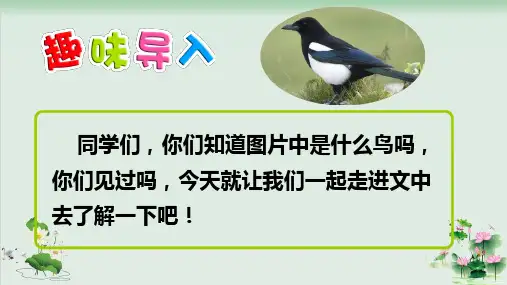 (部编版)小学语文二级下册《枫树上的喜鹊》PPT公开课课件2