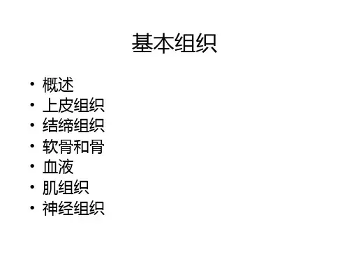 解剖学基本组织ppt课件