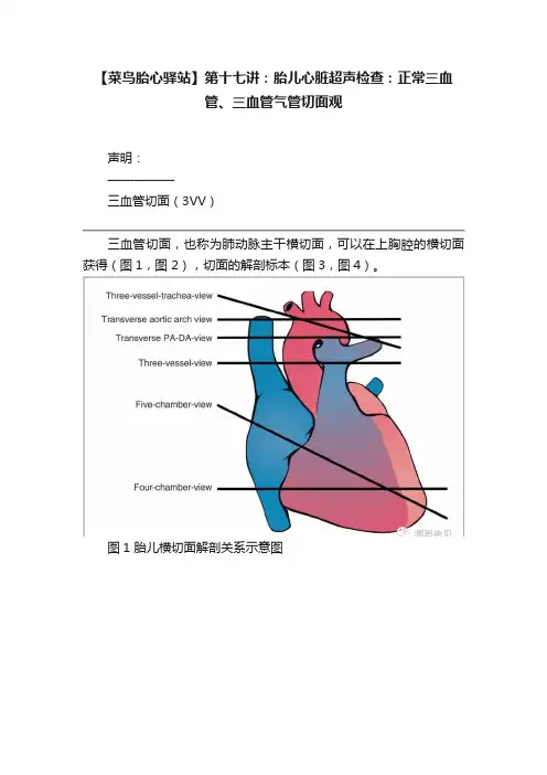 【菜鸟胎心驿站】第十七讲：胎儿心脏超声检查：正常三血管、三血管气管切面观