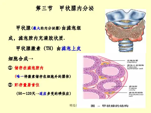 甲状腺内分泌