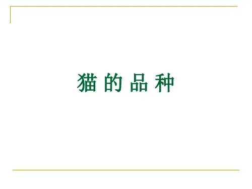 4猫品种介绍精品PPT课件