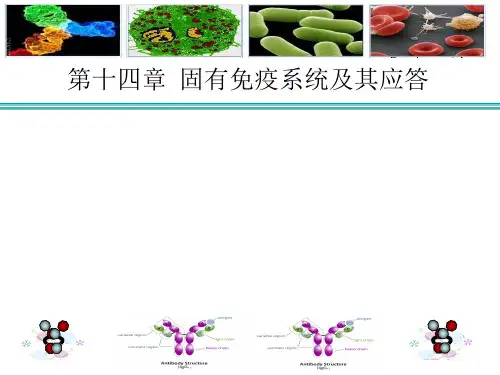 [免疫学]固有免疫及其应答PPT课件
