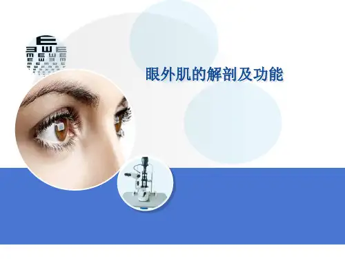 (医学课件)眼肌的解剖