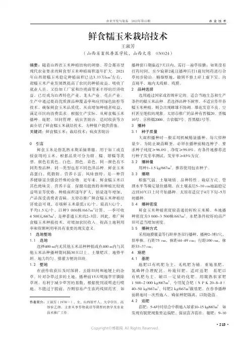 鲜食糯玉米栽培技术