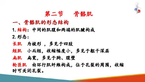 运动系统—骨骼肌(人体解剖生理学课件)