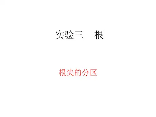根尖分区与根初生结构