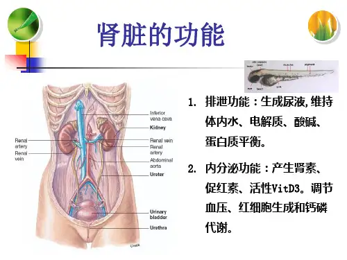肾功能检查演示课件