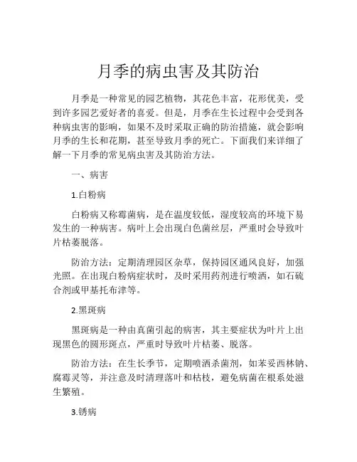 月季的病虫害及其防治