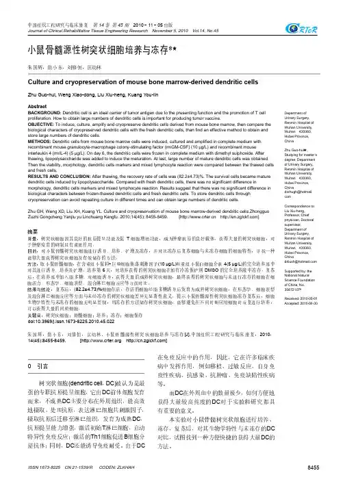 小鼠骨髓源性树突状细胞培养与冻存