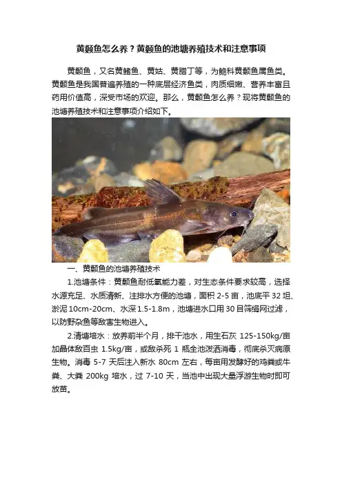 黄颡鱼怎么养？黄颡鱼的池塘养殖技术和注意事项
