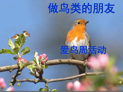 鸟-人类的朋友推荐(课堂PPT)