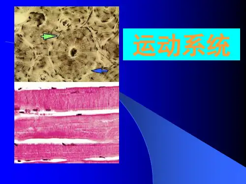 软骨 骨 骨骼肌--运动系统--组织学和胚胎学