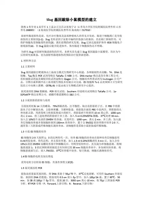 Slug基因敲除小鼠模型的建立