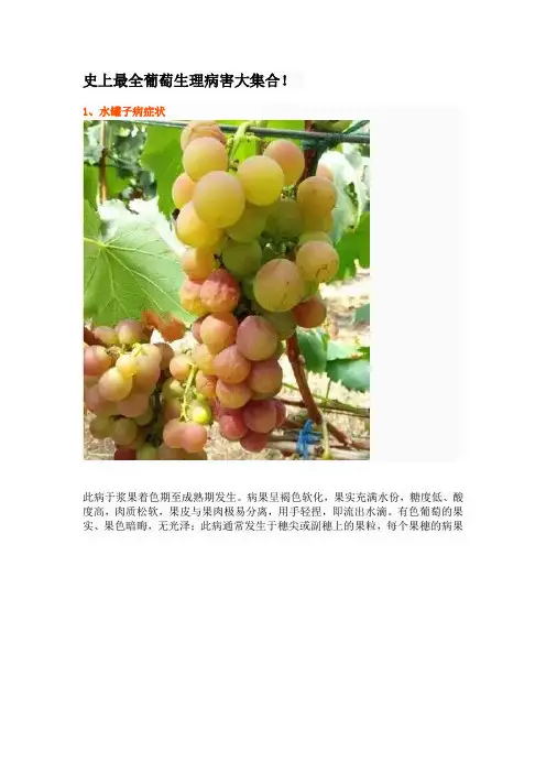 史上最全葡萄生理病害大集合