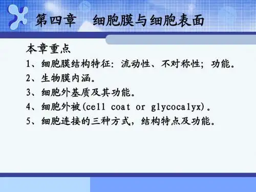 细胞膜与细胞表面