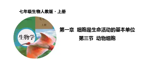 人教版生物七年级上册 教学课件  第三节 动物细胞课件