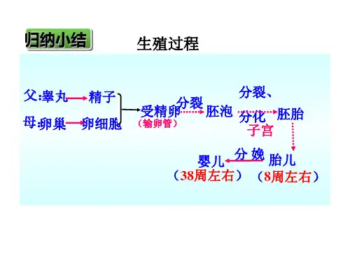 人教版七年级下册生物1.3青春期 (共60张PPT)