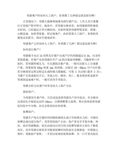 母猪难产时如何人工助产,你掌握了几种错过就是损失啊!