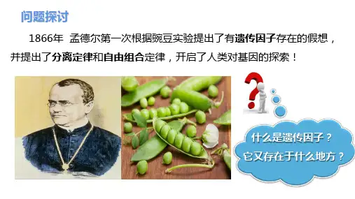  2.2基因伴随染色体传递课件高一下学期生物浙科版必修2