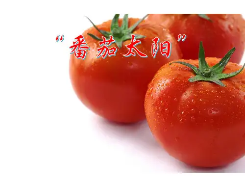 四年级下语文课件-12“番茄太阳” 苏教版(共26张PPT)