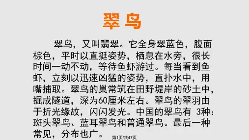 翠鸟PPT课件