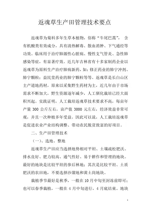 返魂草生产田管理技术要点