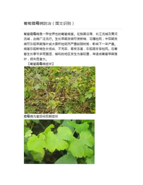  葡萄霜霉病防治(图文识别)