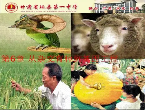 一轮复习必修二6-1、2杂交育种与诱变育种、基因工程及应用