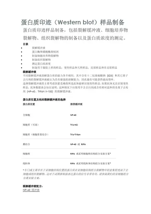蛋白质印迹(Western blot)样品制备