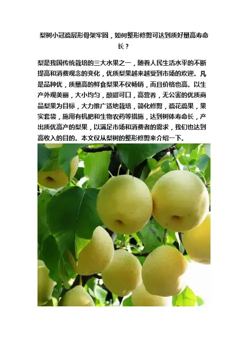 梨树小冠疏层形骨架牢固，如何整形修剪可达到质好量高寿命长？