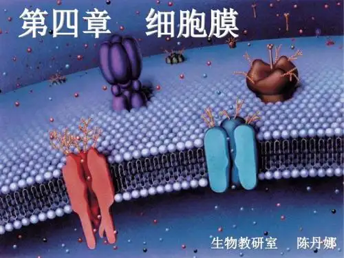 细胞膜的结构