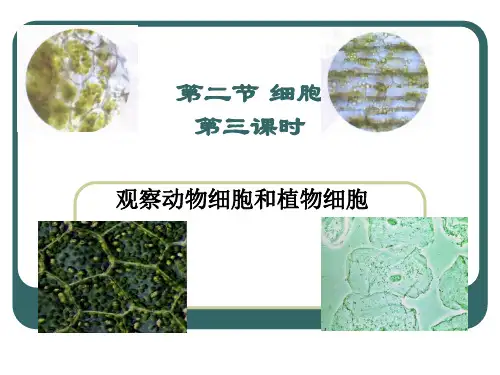 浙教版七年级上册第二章第二节细胞