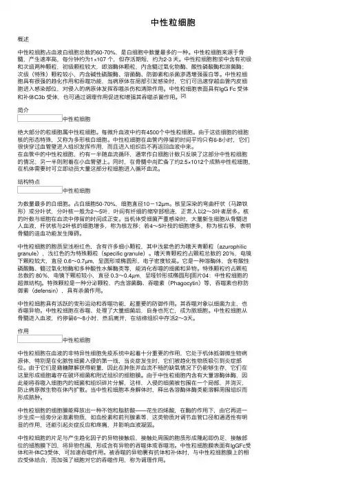 中性粒细胞——精选推荐