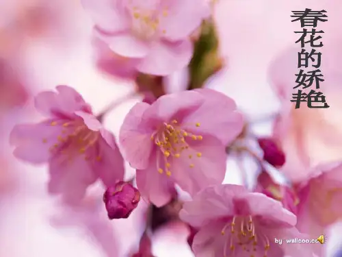 八年级语文上册《大自然的语言》教学课件 人教新课标版
